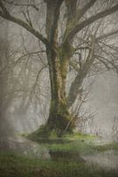 Der überschwemmte Wald