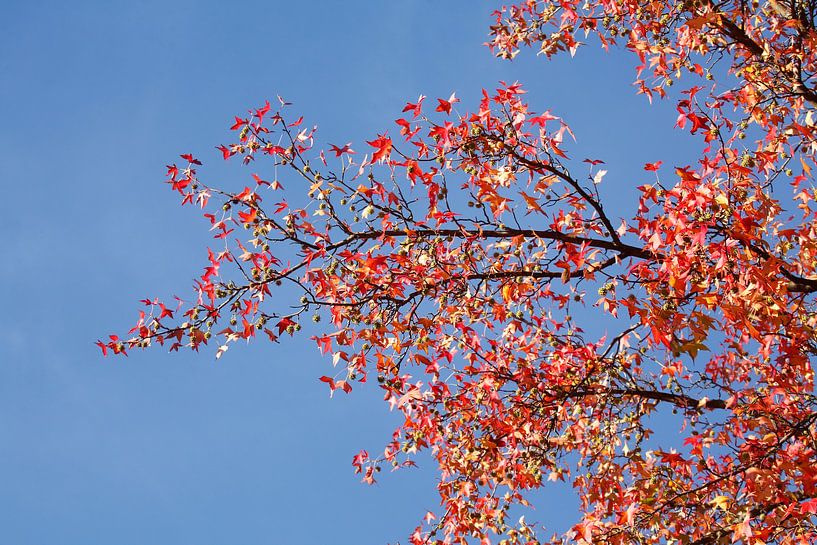 Ahorn (Acer ), buntes Herbstlaub an einem Ahornbaum, Deutschland von Torsten Krüger