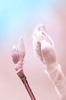 Voorjaar in aantocht