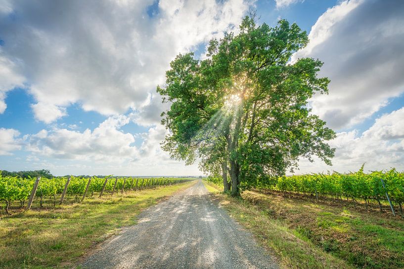 Toskanische Weinstraße und Baum in den Weinbergen von Bolgheri von Stefano Orazzini