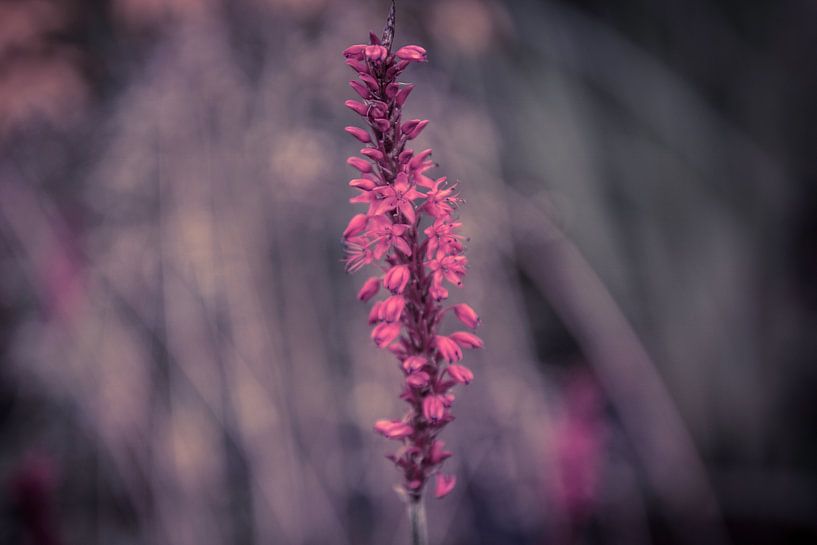 Purple flower by Stedom Fotografie