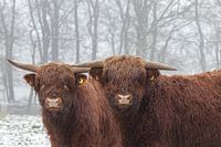 Highlander im Schnee