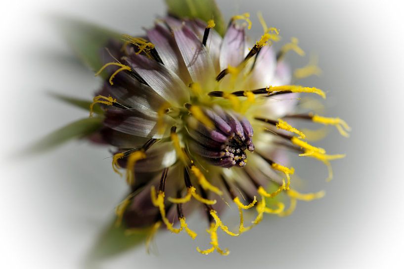 Fantaisie florale by Martine Affre Eisenlohr