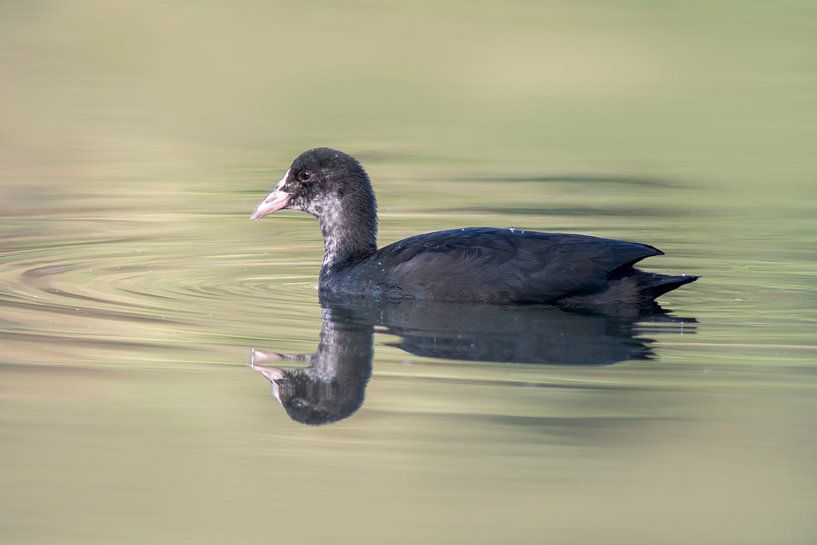 junges Blässhuhn schwimmt auf einem Teich und sucht nach Futter von Mario Plechaty Photography