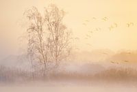 Softlook-Landschaft im Nebel