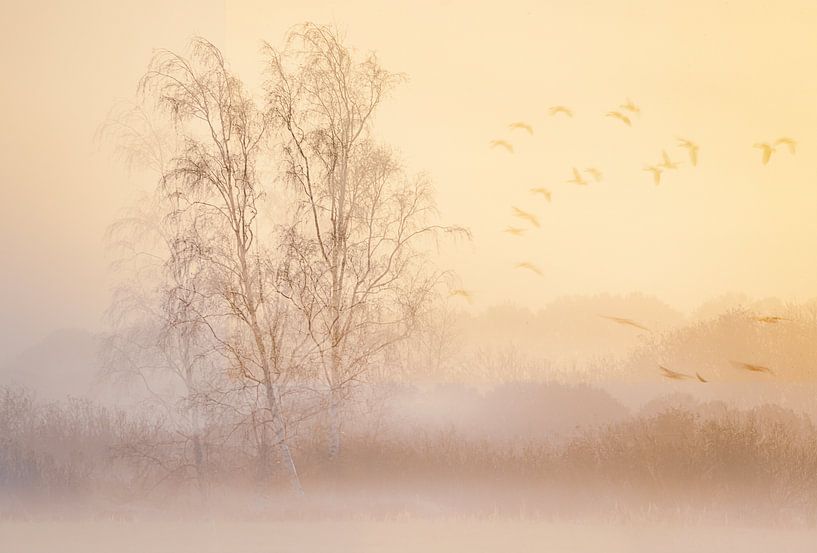 Soft look landscape in the fog by natascha verbij