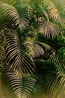 Dschungel, Dschungel