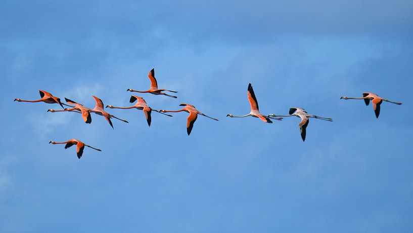 Lieber zehn Flamingos am Himmel von Pieter JF Smit