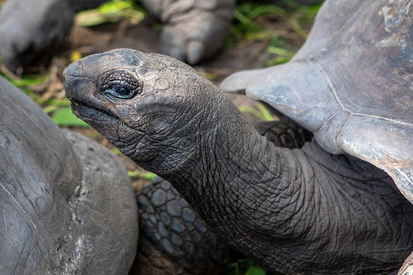 Portrait einer Riesen-Schildkröte (La Digue - Seychellen) von t.ART