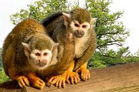 Deux petits singes sur un tronc d'arbre