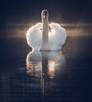 The mirror of divine beauty