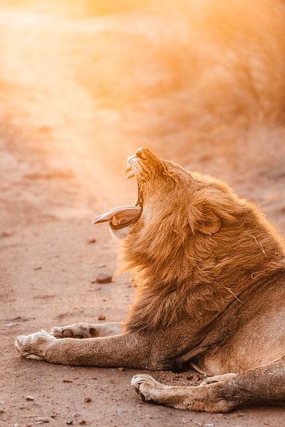 Yawning lion during sunset in Kruger, South Africa by Nikkie den Dekker | travel & lifestyle photography