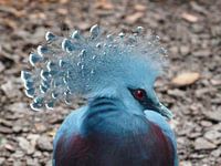 Close up van een Victoriaanse Kroonduif