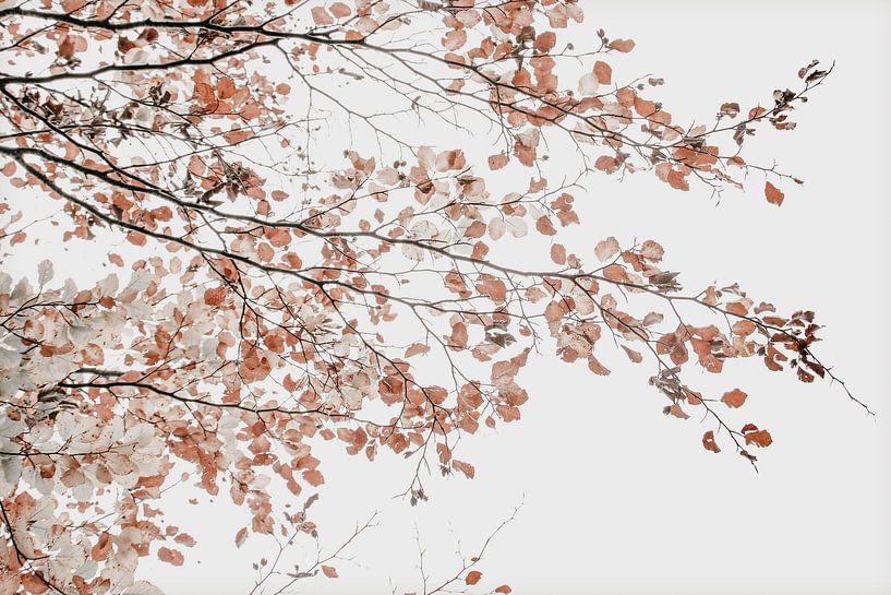 Unter dem Baum Fagus von Monika Strigel