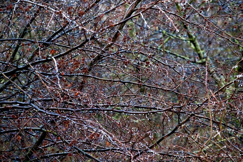 Early Spring by Thomas Jäger