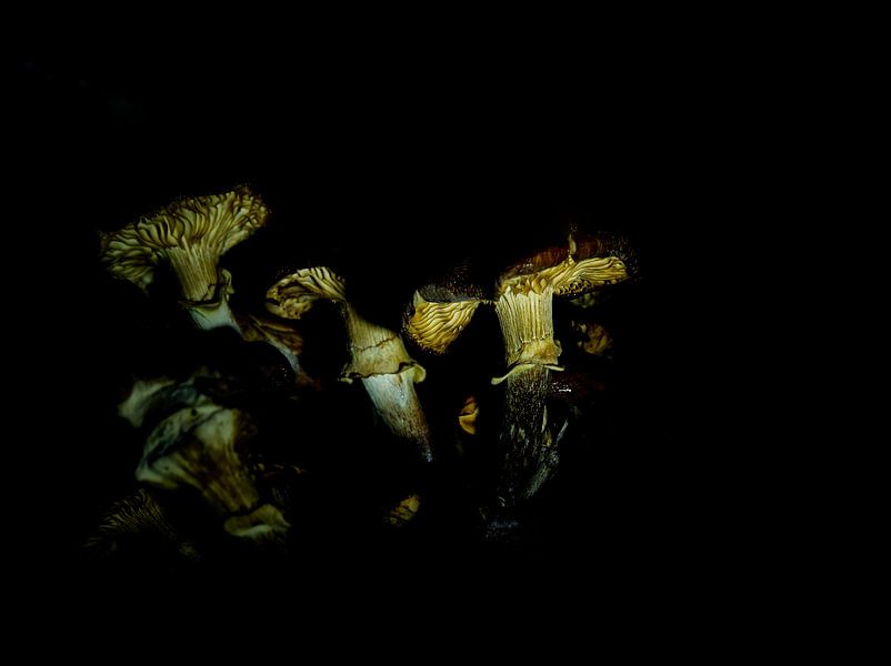 Close up of a creative mushroom shot in autumn by Wolfgang Unger