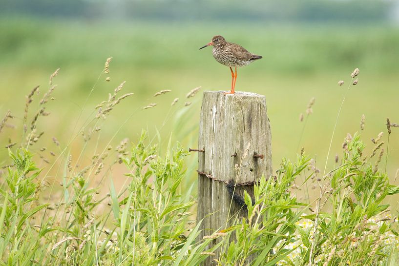 Rotschenkel auf der Ausschau von Jarno van Bussel