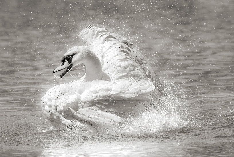 Mute swan in the water by GyGa foto's