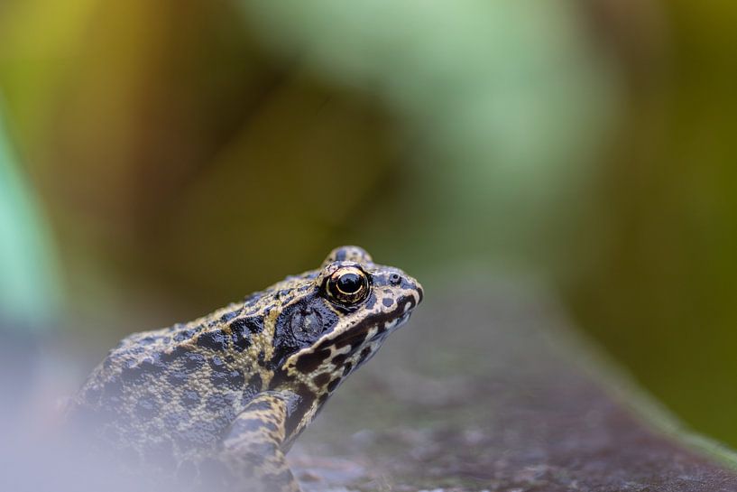 Frosch Seitenansicht von Diantha Risiglione