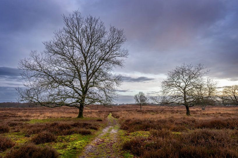 Gasterse Duinen im Herbst kurz nach Sonnenaufgang von R Smallenbroek