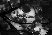 BNW a Face in the Forest