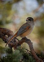 Taigagaai vogel geruisloos vliegend door de bomen