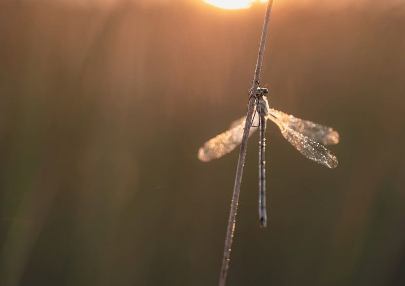 libellen en juffers part 19 van Tania Perneel