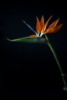 Strelitzia bird of paradise flower