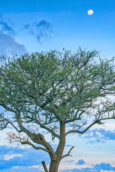 Leopard mit Mond von Peter Michel
