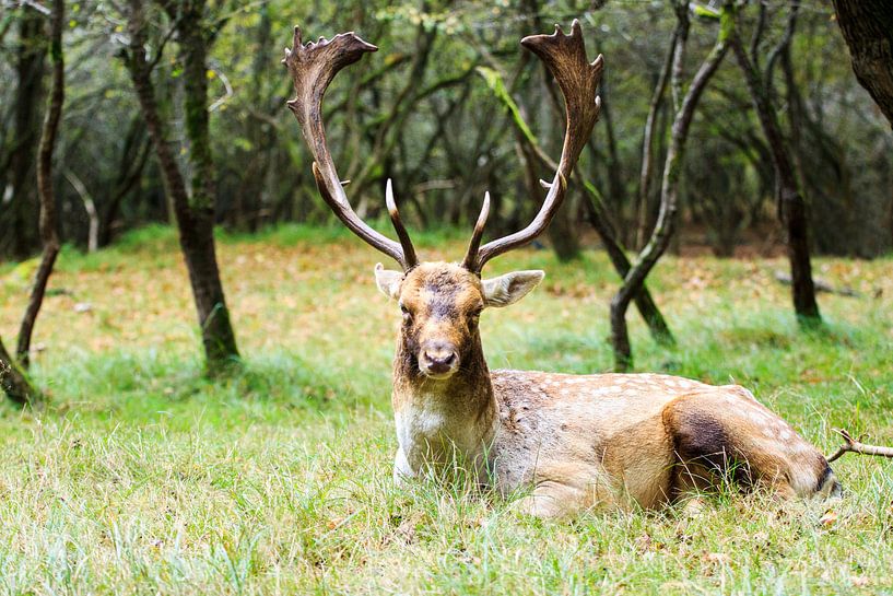 Cerf se repose dans la prairie verte par Devin Meijer