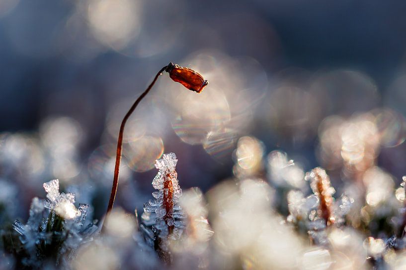 Polytrichum piliferum by Joop Gerretse