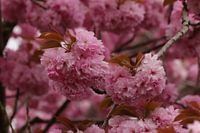 Cerisier ornemental japonais, en pleine floraison