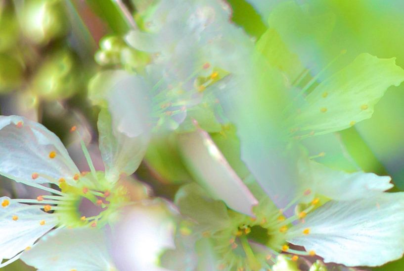 Fleurs de printemps par Marianna Pobedimova