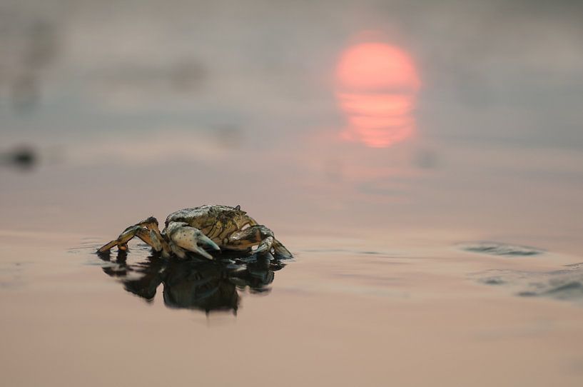 Krab par Albert Wester Terschelling Photography