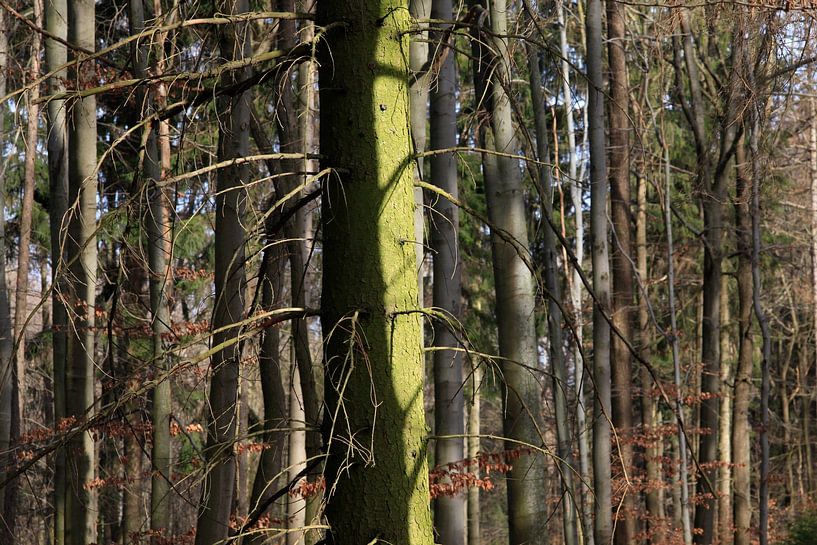 Forêt par Thomas Jäger