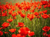 Blooming poppy meadow in summer