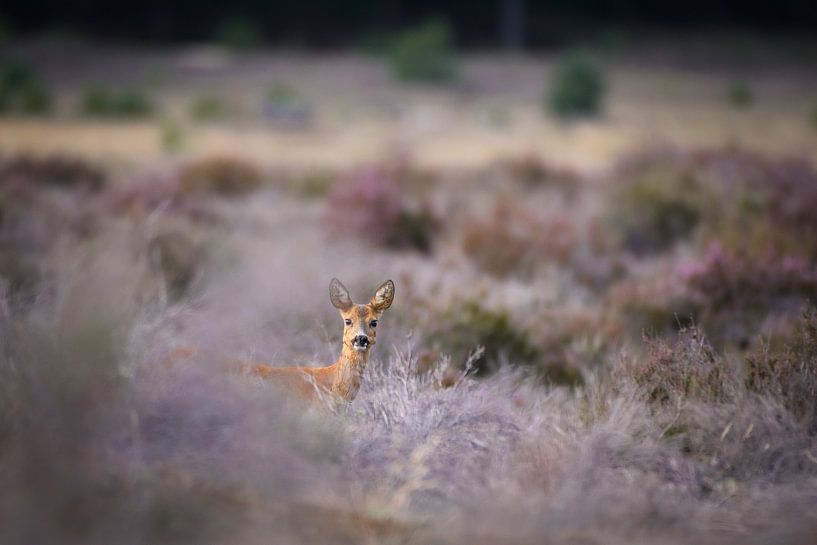 Roe deer by Andy van der Steen - Fotografie