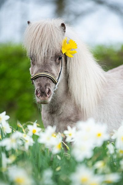 Frühlingsgefühle von Amber Krijnen