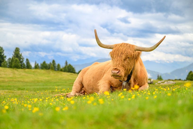 Scottish highland cattle resting on a pasature in the Alps by Sjoerd van der Wal Photography