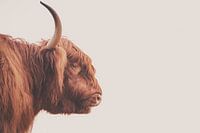 Taureau écossais Highlander