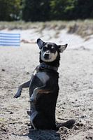 Wo ist Frauchen? Wartender Hund am Strand von Boltenhagen.
