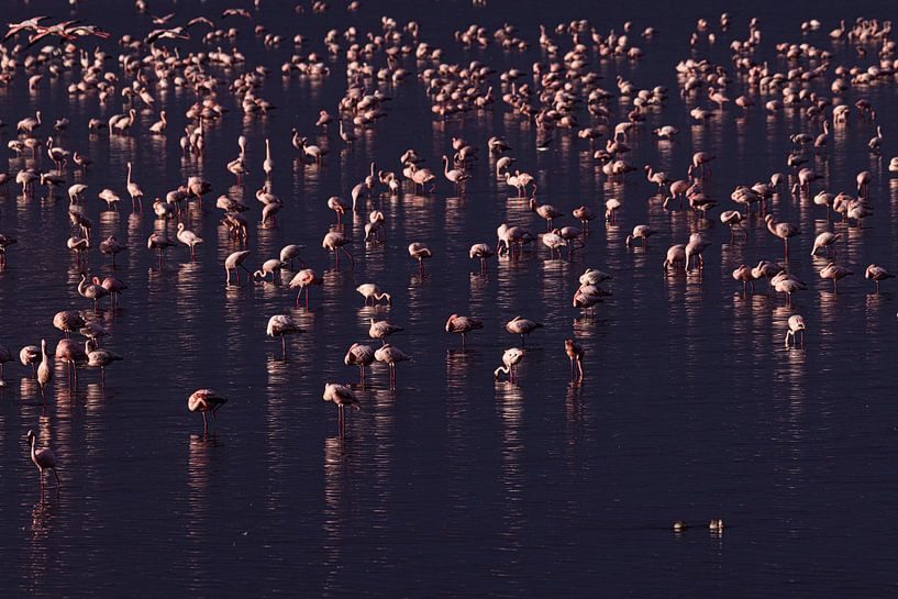 Ein See voller Rosa von Sharing Wildlife