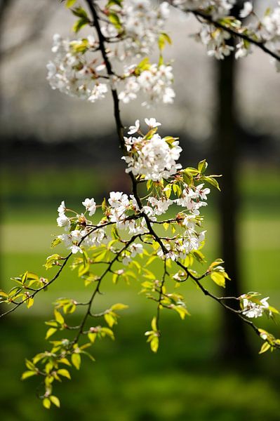Kersebloesem 2 van Rob Donders Beeldende kunst