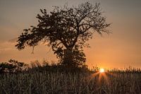 Hochstand unter Baum bei Sonnenuntergang