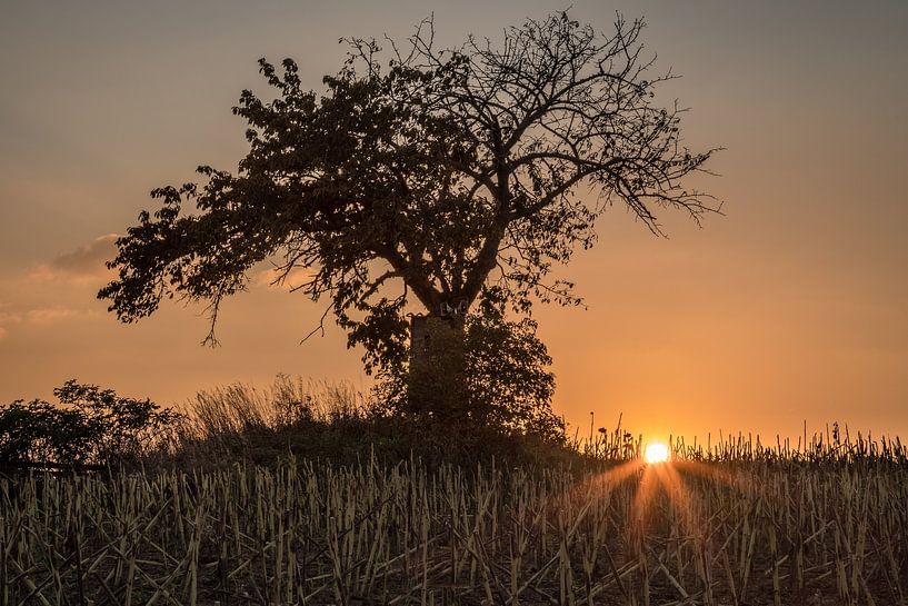 Hochstand unter Baum bei Sonnenuntergang von AK - Night and Day Photography