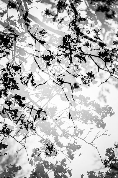 Anders von Bob Daalder