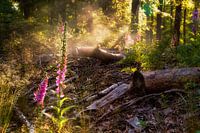 Fingerhut im Morgennebel