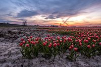 Tulipfield 3 Ter Hole, Seeland, Niederlande