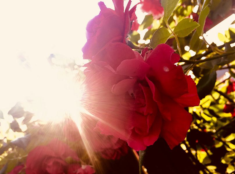 Rose Garden by See Like Me