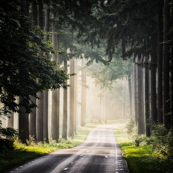 Wärmesucher von Tvurk Photography